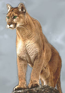 animated picture : Puma in the fog